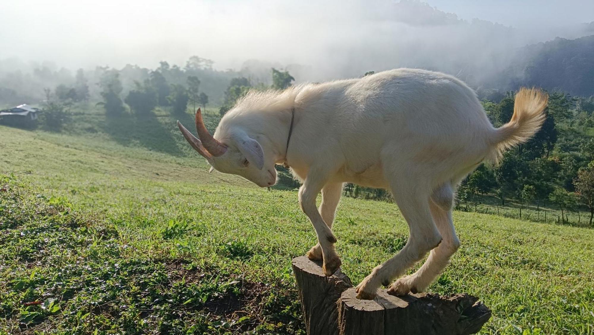 ไร่นิธิสุนทร Nithisoonthon Mae Hong Son