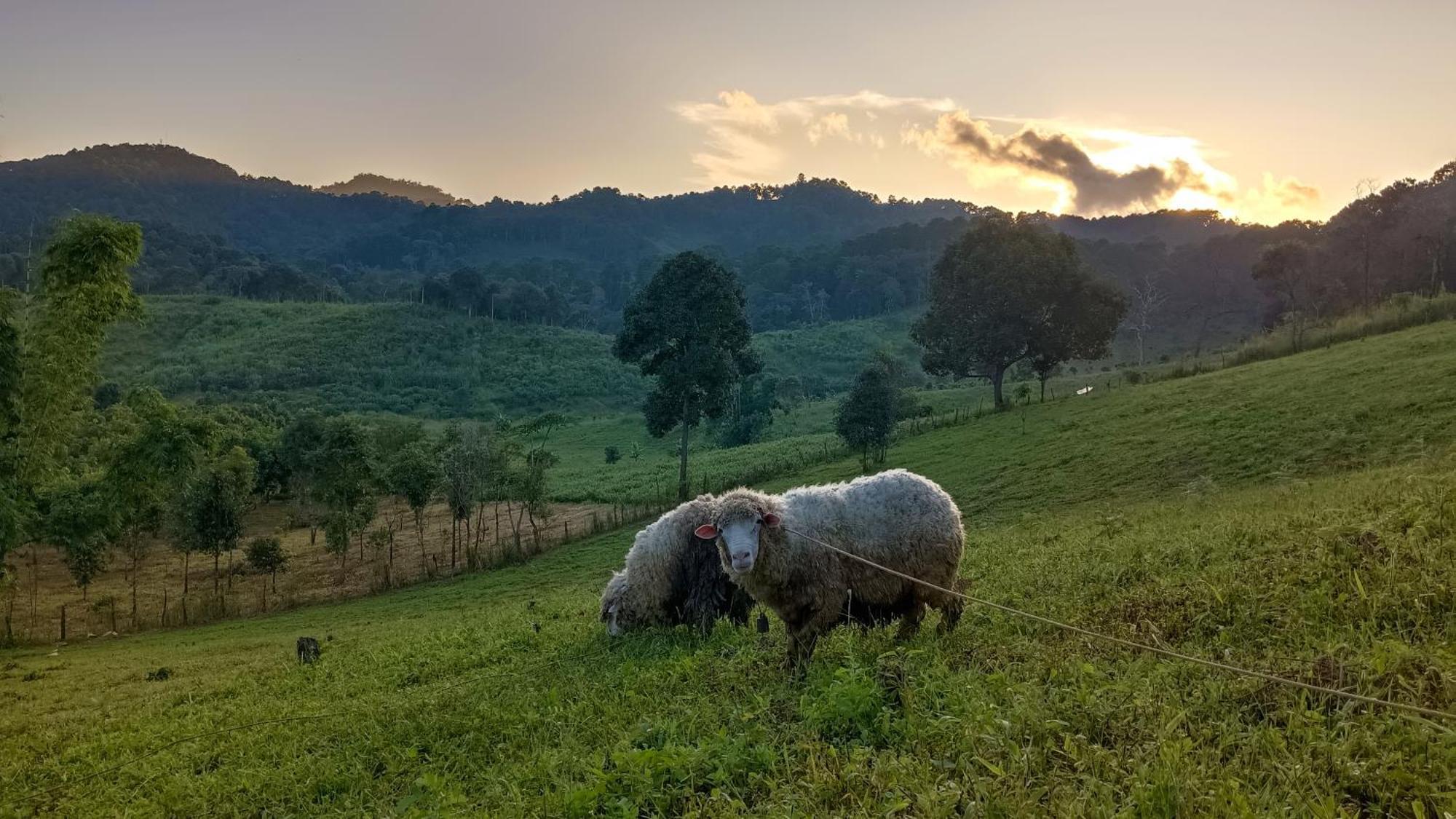 ไร่นิธิสุนทร Nithisoonthon Farm stay