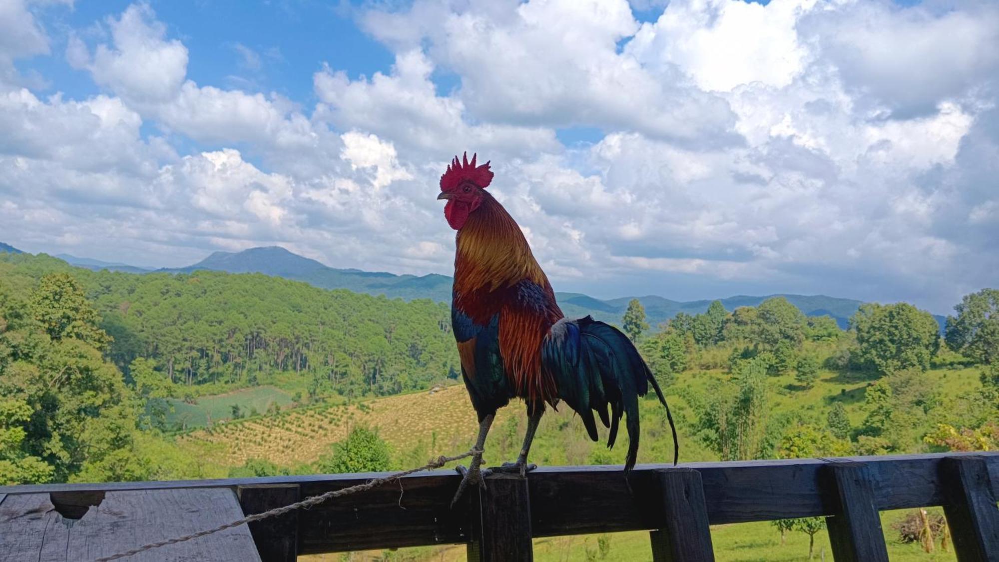 Farm stay ไร่นิธิสุนทร Nithisoonthon *